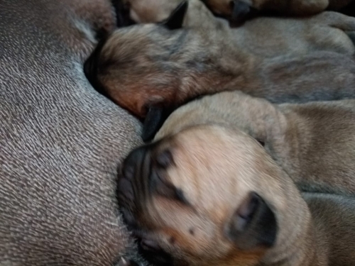 Fotos Ninhada
